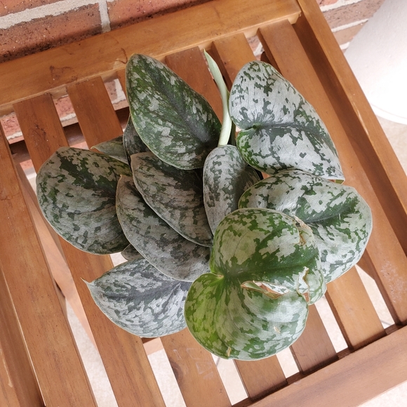 SOLD 🌱Scindapsus Pictus Exotica 3.5" pot - Picture 6 of 11